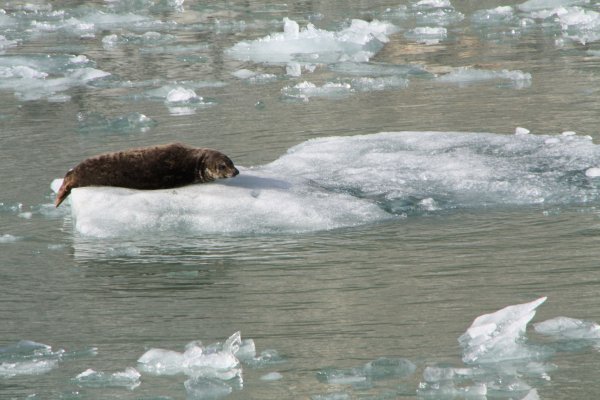 Alaska 177.jpg