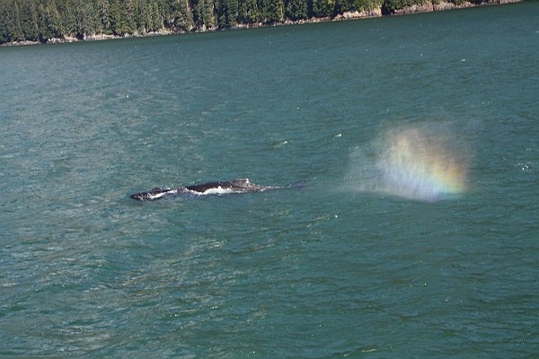 Alaska 335.jpg