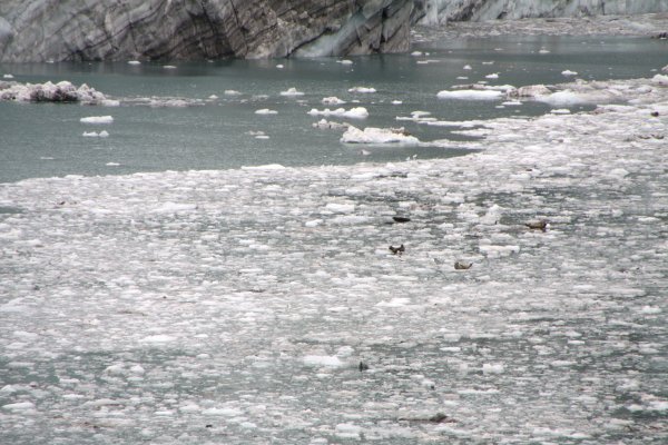 Alaska 783.jpg