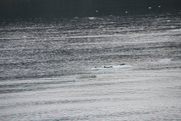 Alaska 851.jpg