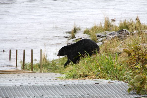 Alaska 902.jpg