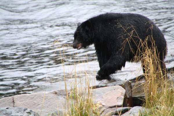 Alaska 904.jpg