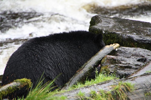 Alaska 915.jpg