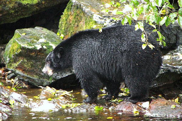 Alaska 926.jpg