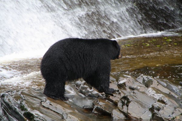 Alaska 939.jpg