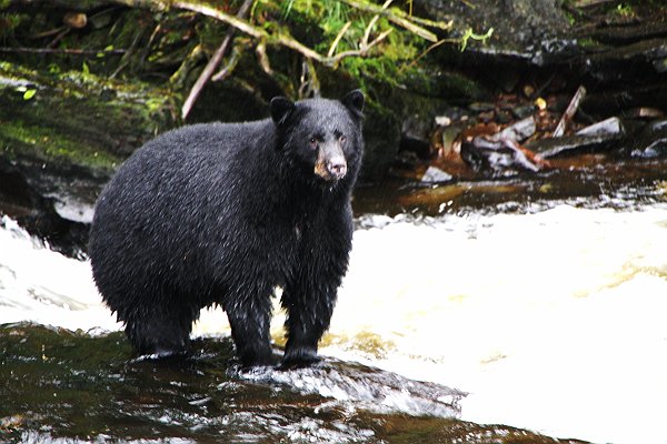 Alaska 951.jpg