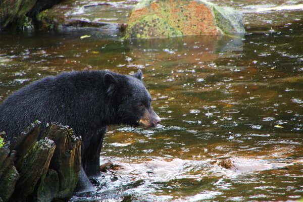 Alaska 956.jpg