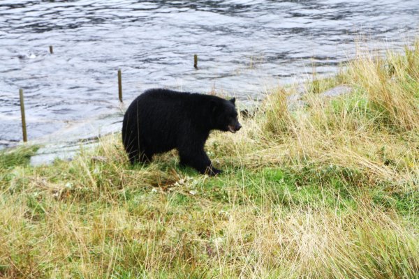 Alaska 962.jpg