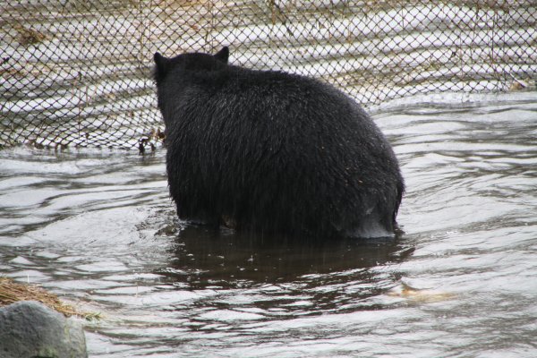 Alaska 965.jpg