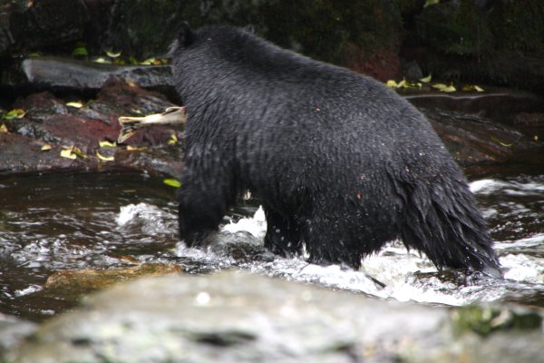 Alaska 977.jpg