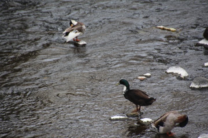 IMG_0804.JPG
