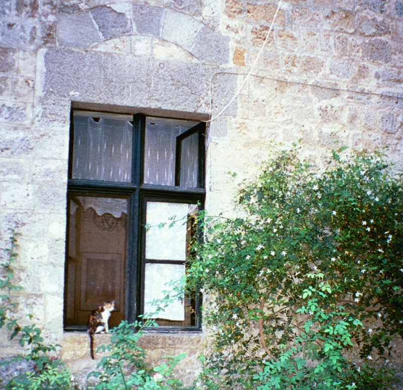 cat in window.jpg