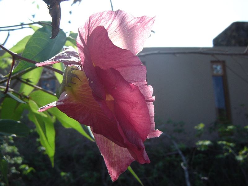 DSC02333.JPG