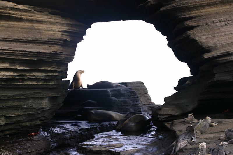 Galapagos Window.jpg