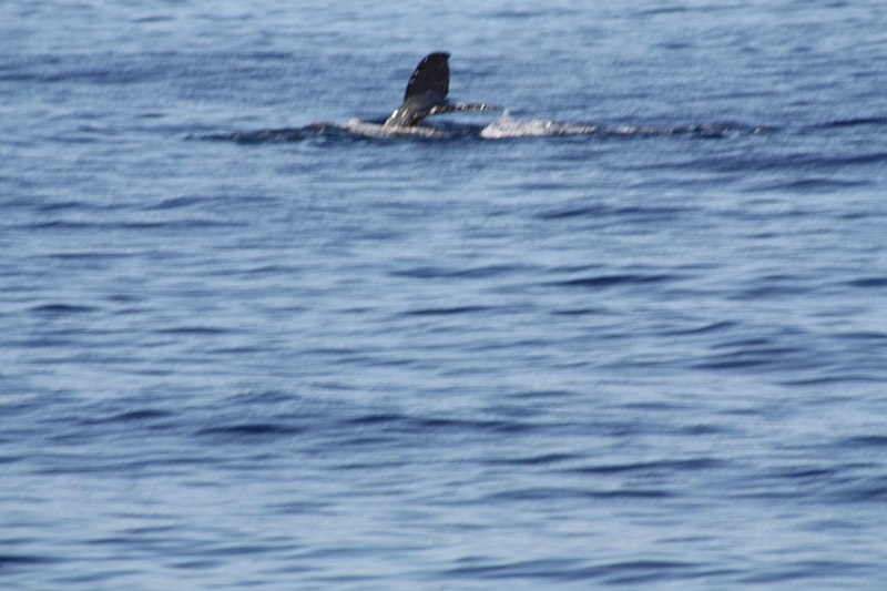 IMG_0019.JPG