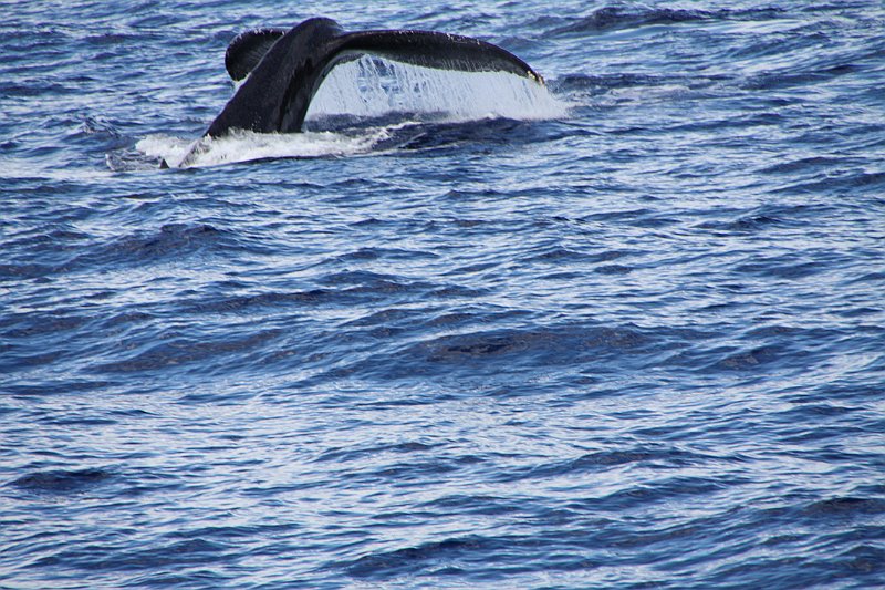 IMG_3515.JPG