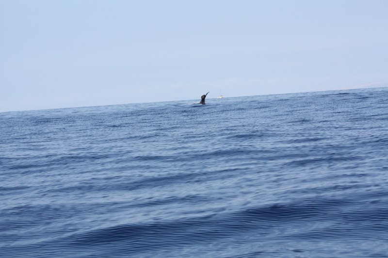 IMG_3852.JPG