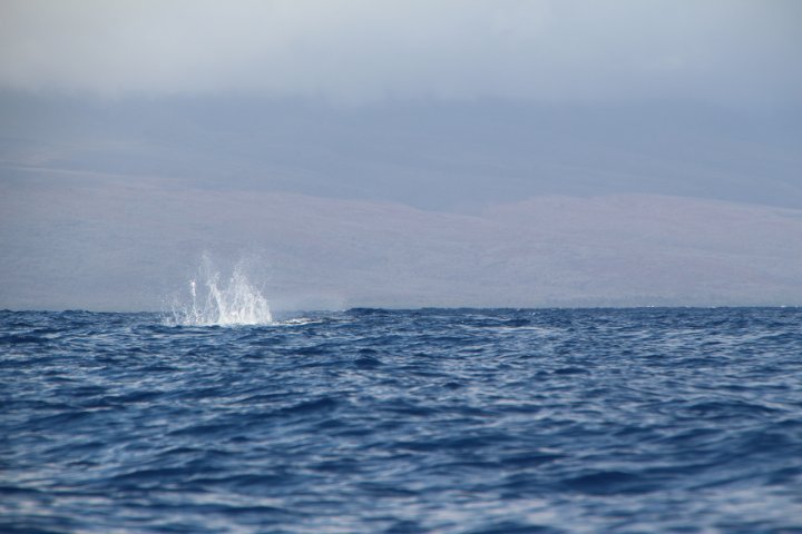 IMG_0262.JPG
