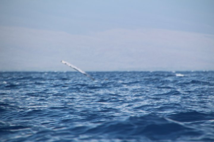 IMG_0264.JPG