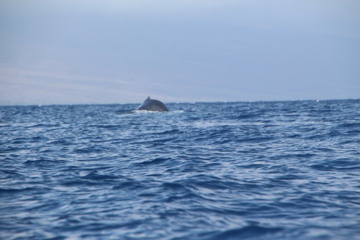 IMG_0265.JPG