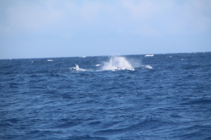 IMG_0271.JPG