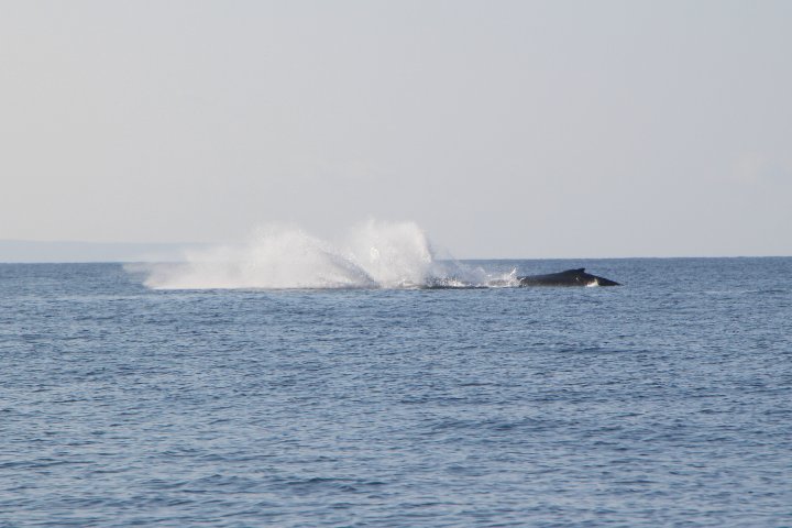 IMG_0185.JPG