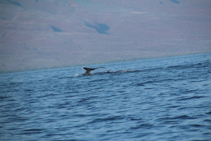 IMG_1980.JPG