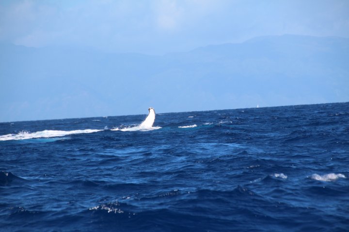 IMG_2665.JPG