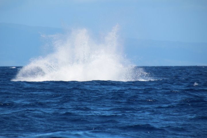 IMG_2666.JPG