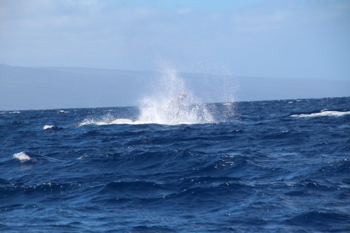 IMG_2688.JPG
