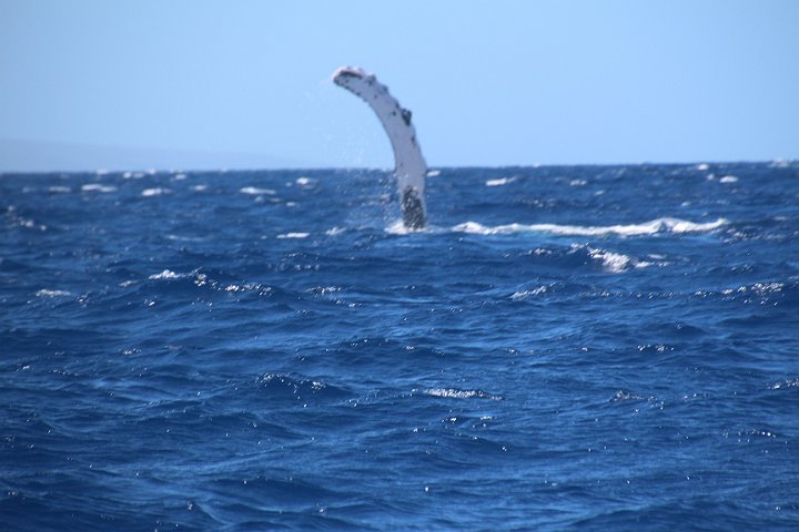 IMG_2699.JPG