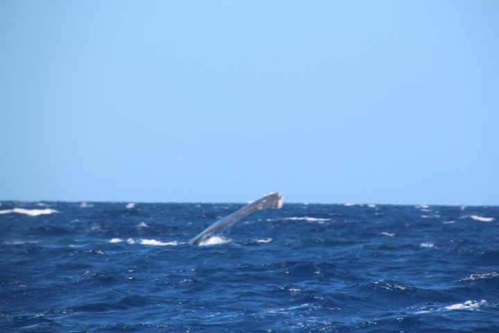 IMG_2702.JPG
