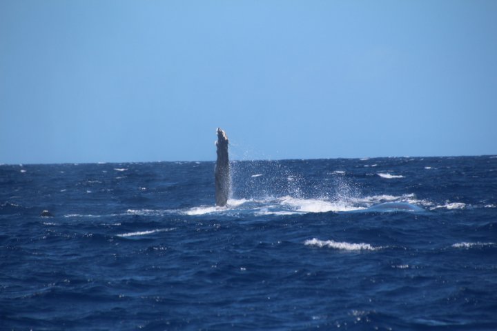 IMG_2704.JPG