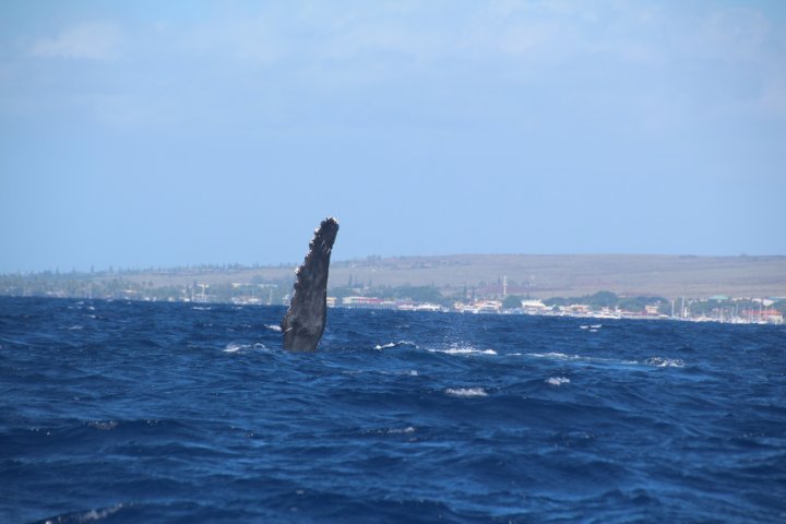 IMG_2720.JPG