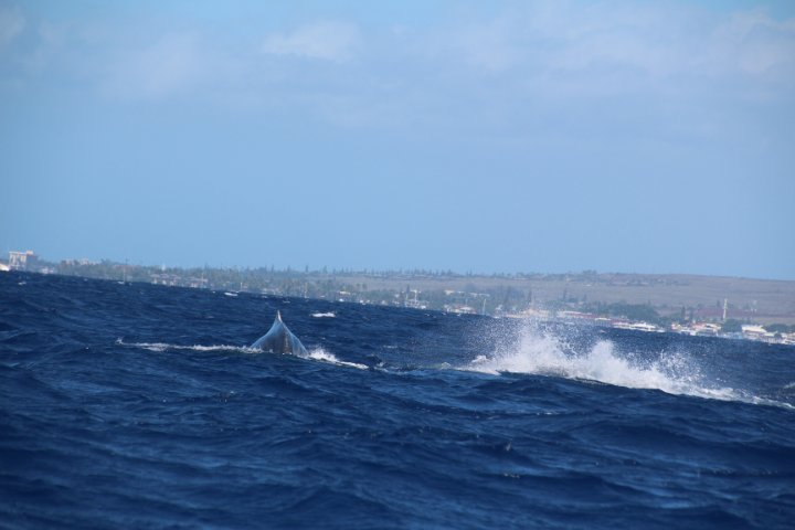 IMG_2725.JPG