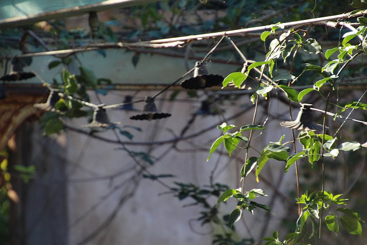IMG_3339.JPG