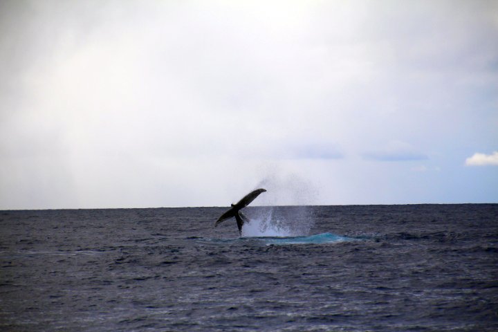 IMG_3371.JPG