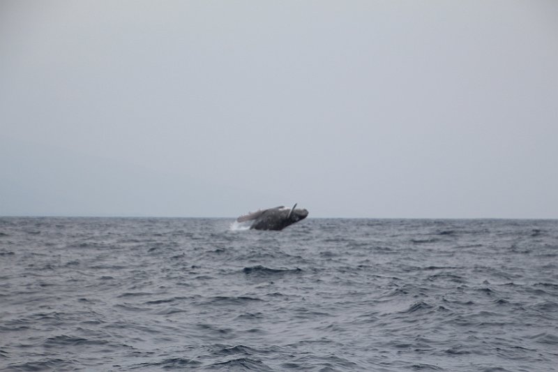 IMG_0990.JPG