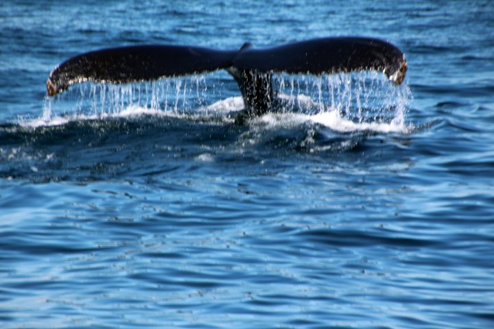 IMG_2247.JPG
