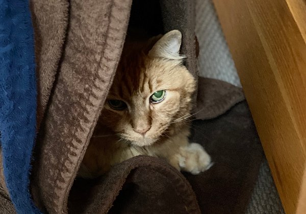 Simba Photos