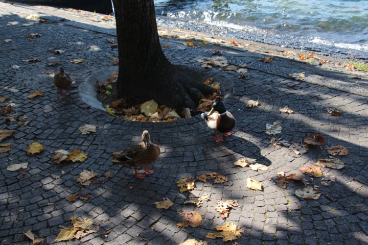 IMG_1800.JPG