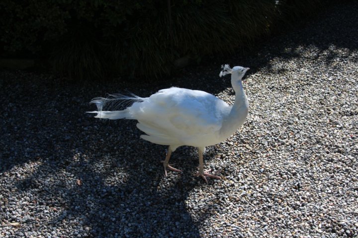 IMG_1178.JPG