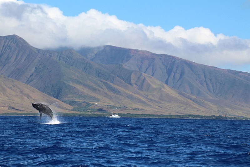 Breach Maui Dec 2015.jpg