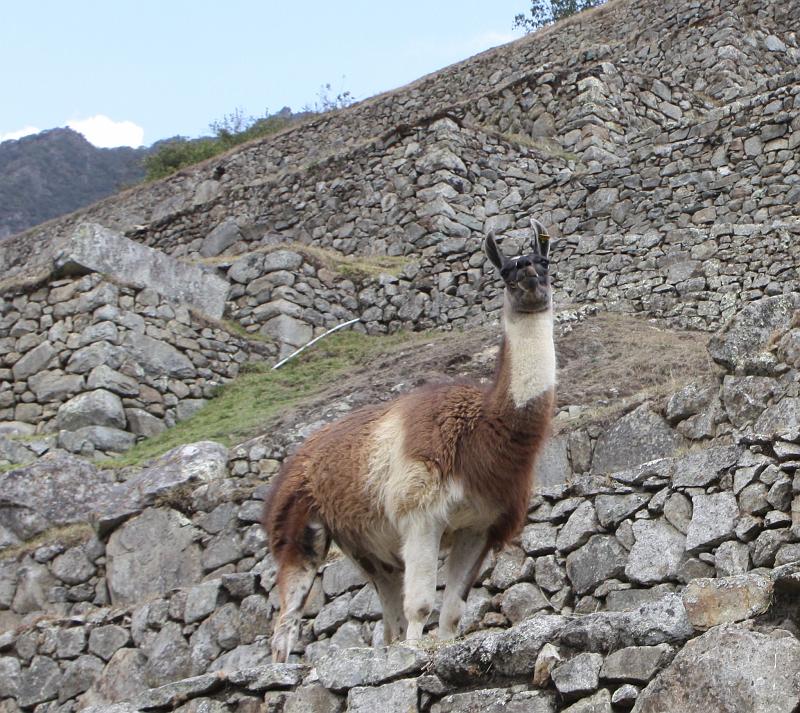 LLAMA.JPG